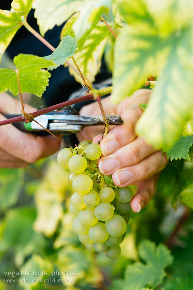 Stock photo of Harvesting grapes