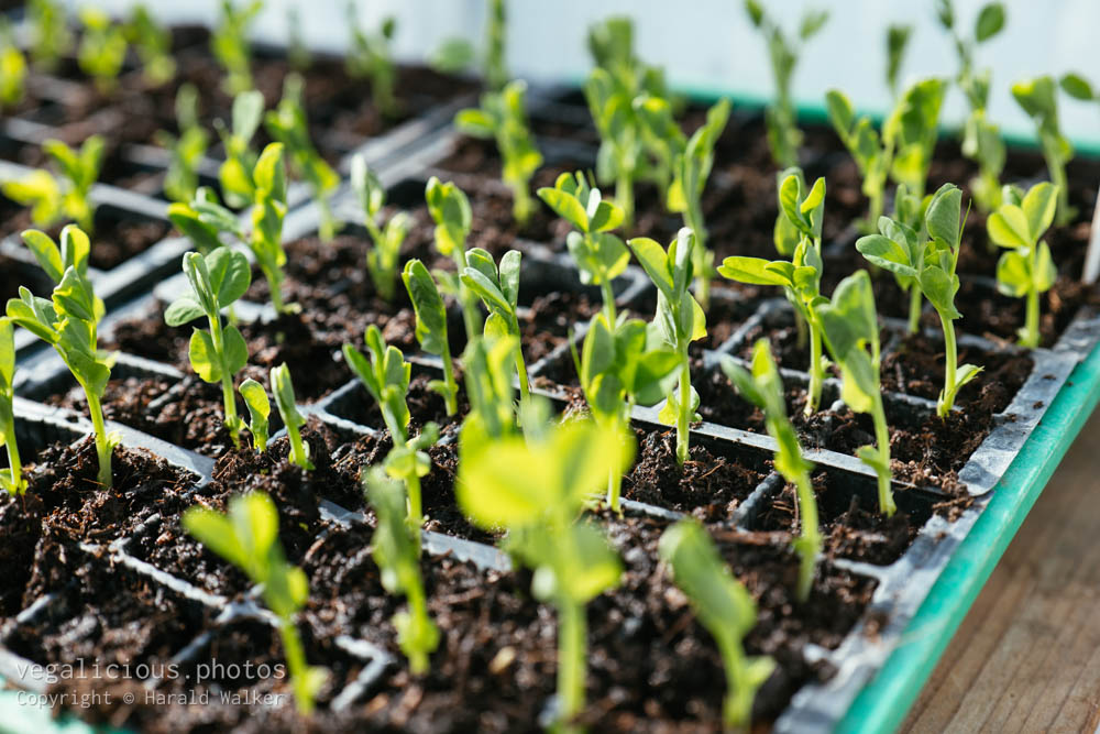 Stock photo of Sugarsnap pea seedlings
