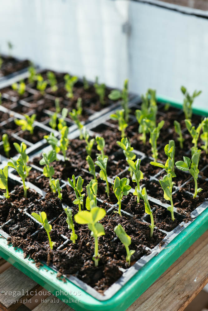 Stock photo of Sugarsnap pea seedlings