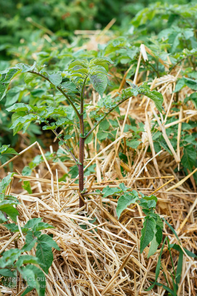 Stock photo of Potatoes with straw mulch