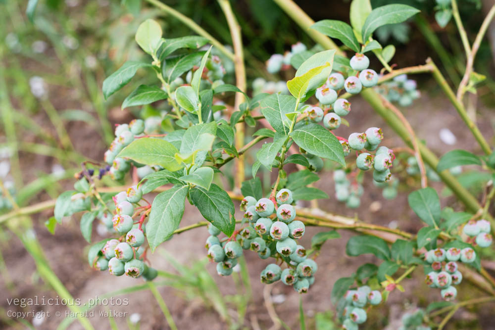 Stock photo of Blueberries in June