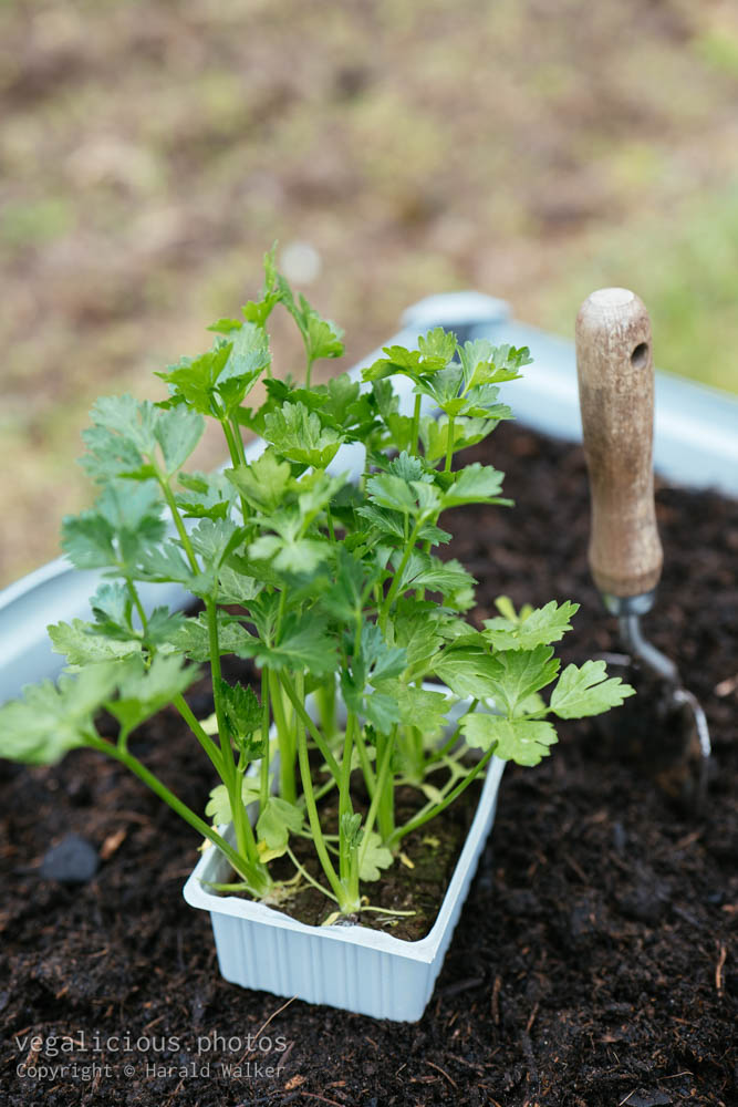 Stock photo of Celeriac seedlings