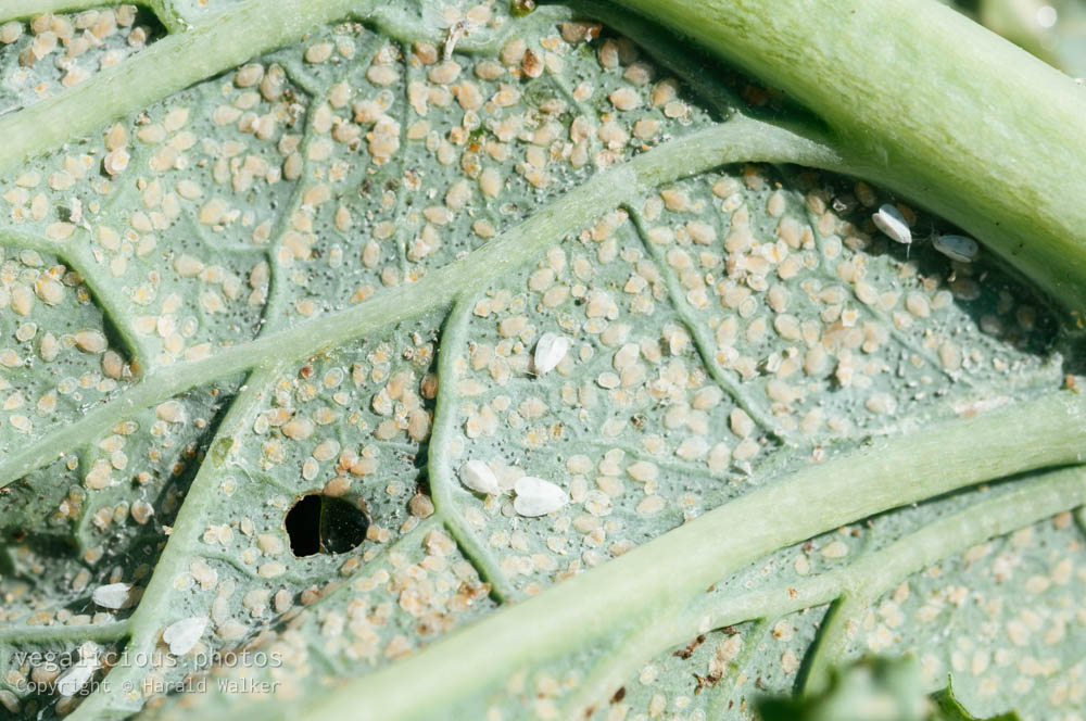 Stock photo of Whitefly infested Kale