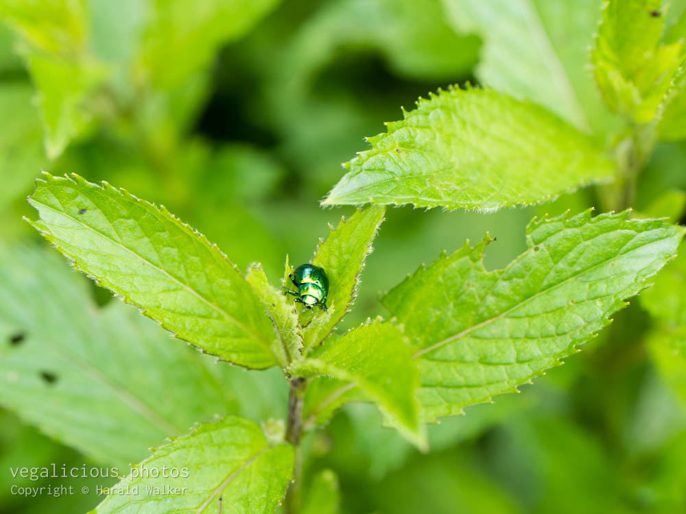 Stock photo of Mint Leaf Beetle