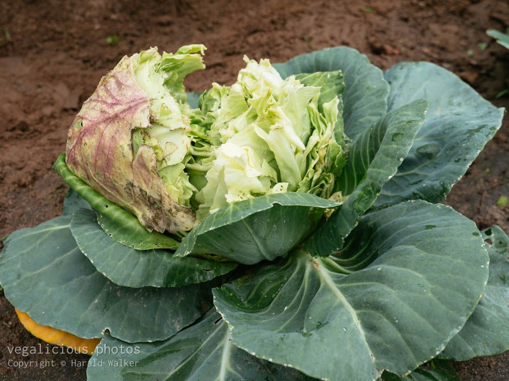 Stock photo of Split cabbage head