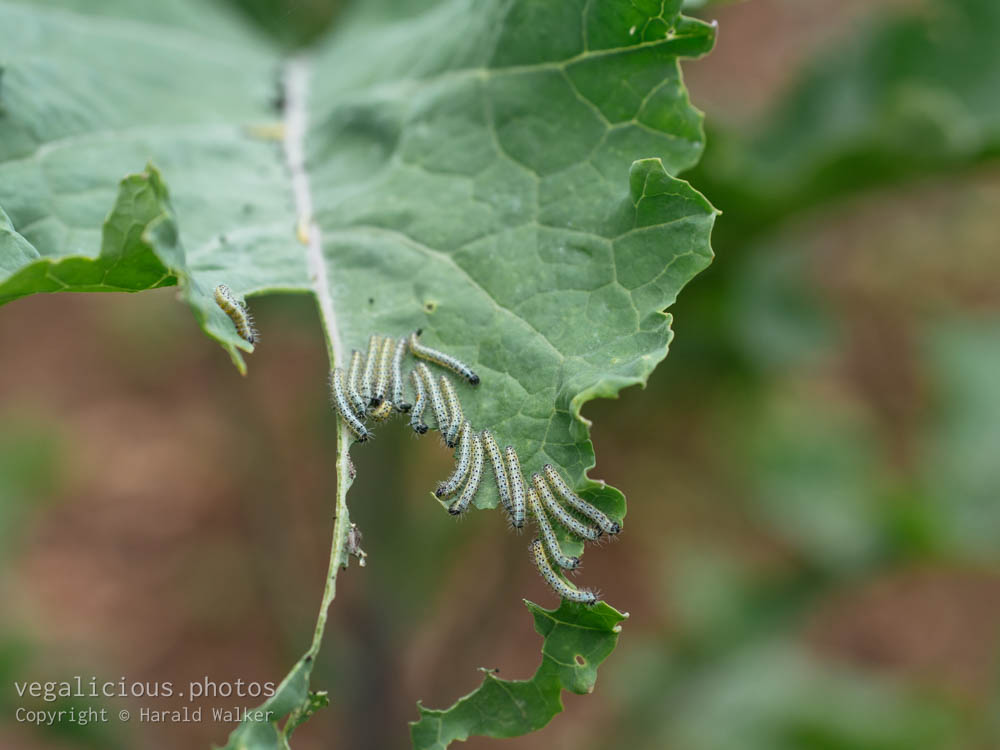 Stock photo of Cabbage White Caterpillars