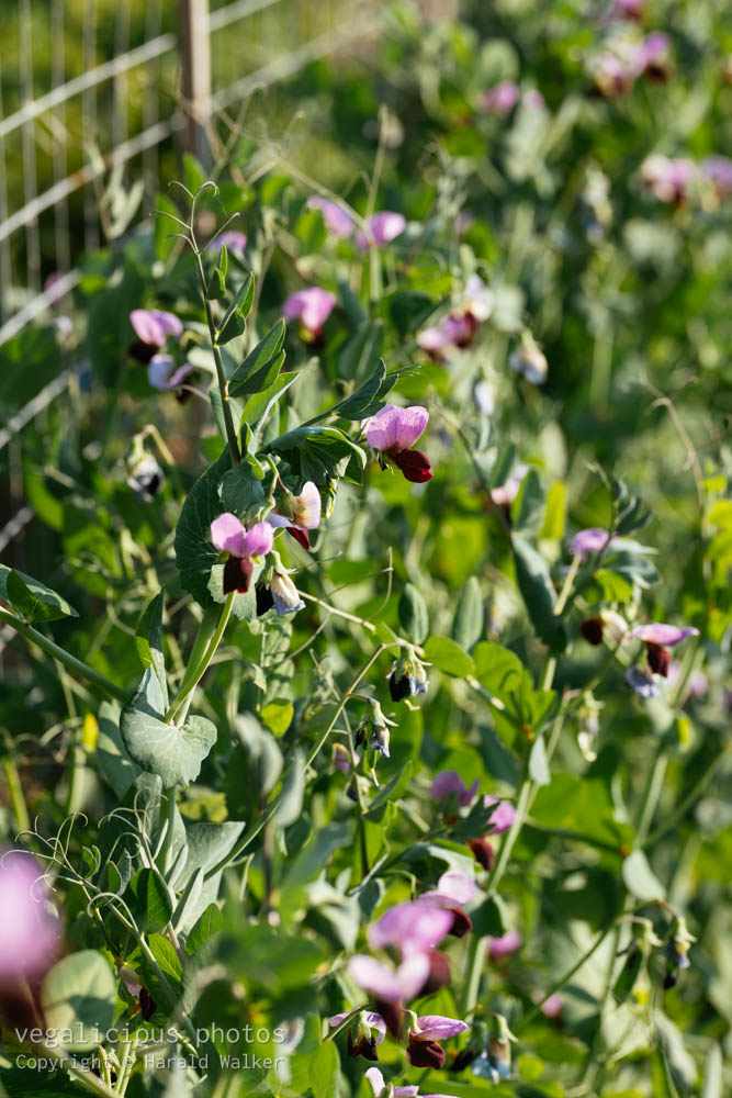 Stock photo of Flowering sugar snap peas