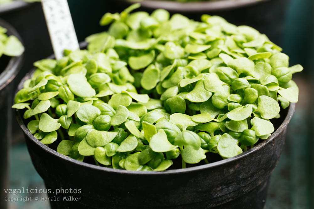 Stock photo of Sweet basil seedlings