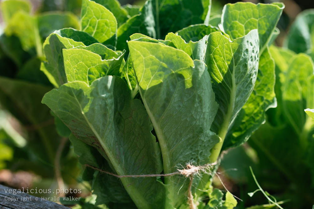 Stock photo of Tied cos lettuce