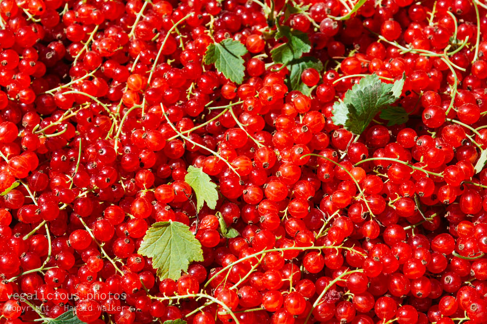 Stock photo of Redcurrant harvest