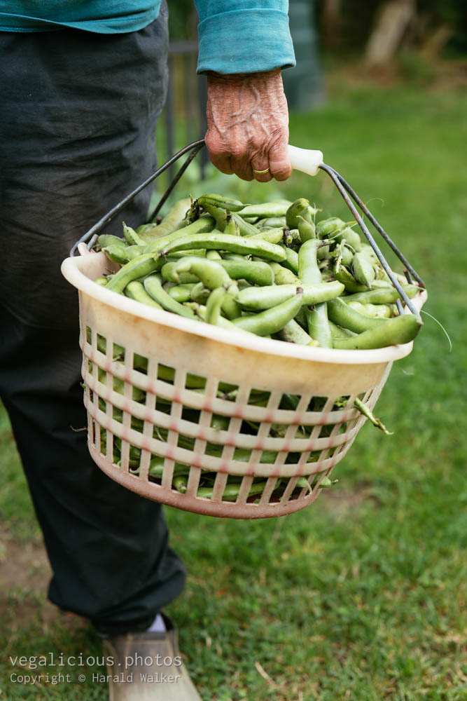 Stock photo of Harvested fava beans