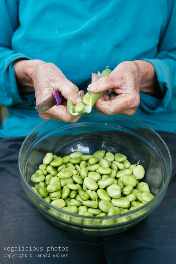 Stock photo of Podding fava beans