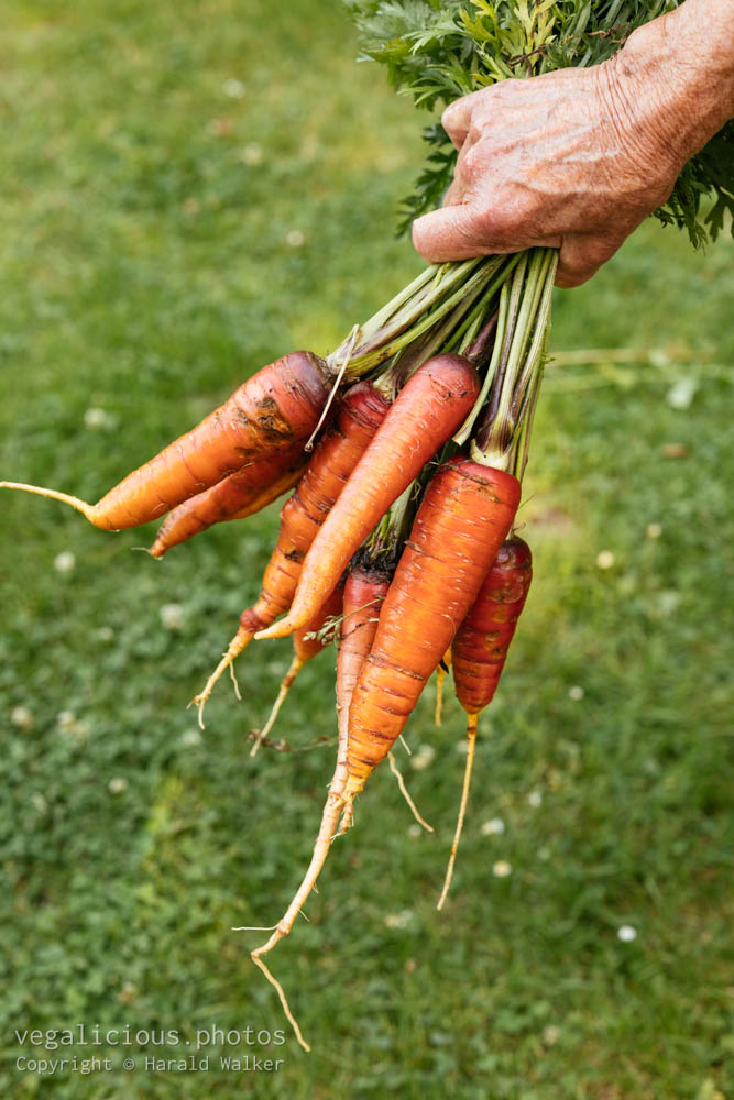 Stock photo of Fresh bundle of carrots