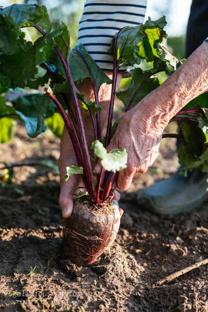 Stock photo of Harvesting beetroots