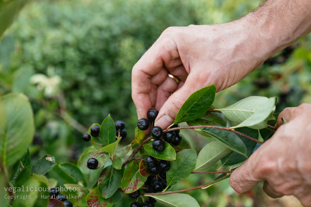 Stock photo of Harvesting aronia berries