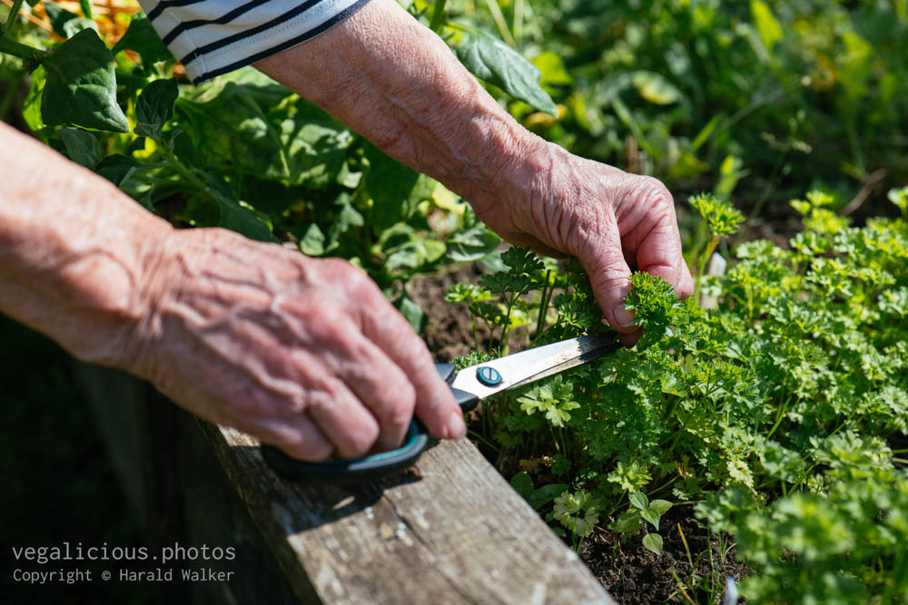 Stock photo of Harvesting fresh parsley