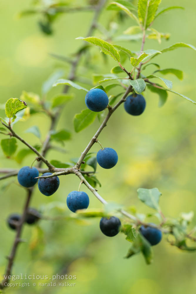 Stock photo of Blackthorn berries
