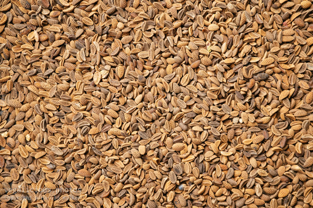 Stock photo of Phacelia seeds