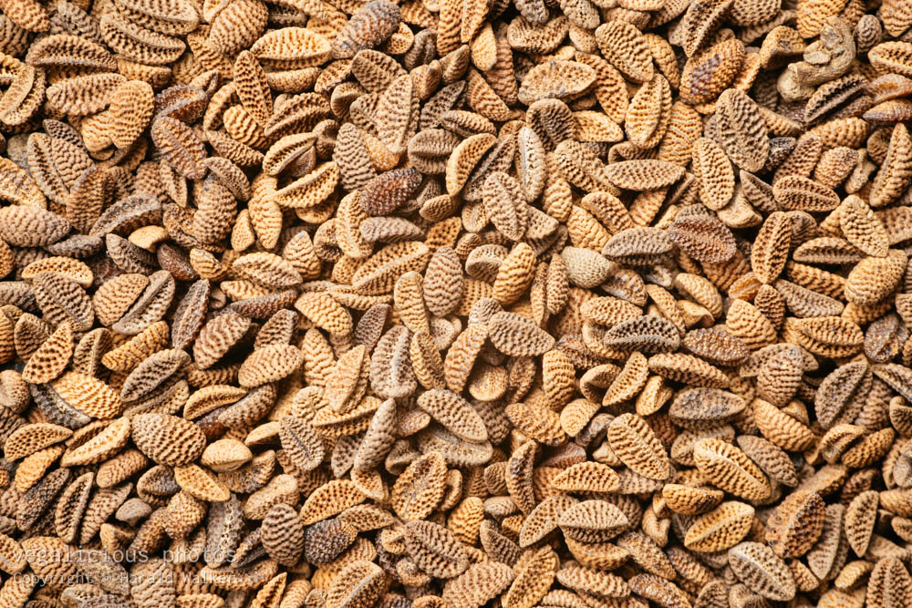 Stock photo of Phacelia seeds