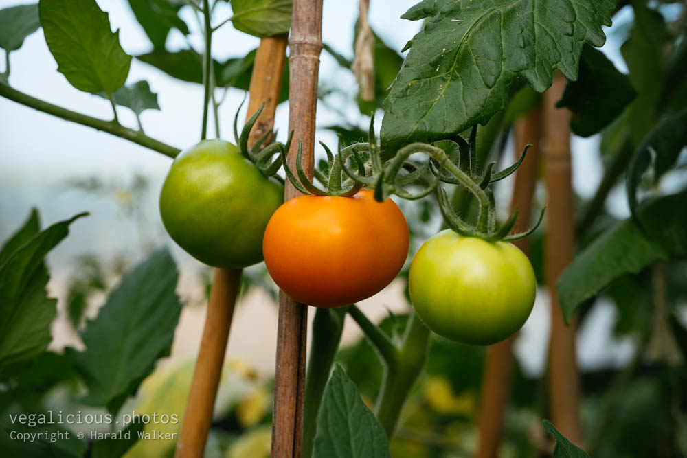 Stock photo of Orange tomato