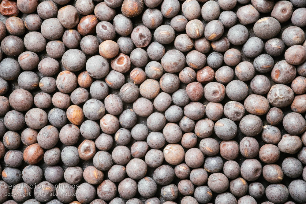 Stock photo of Winter vetch seeds