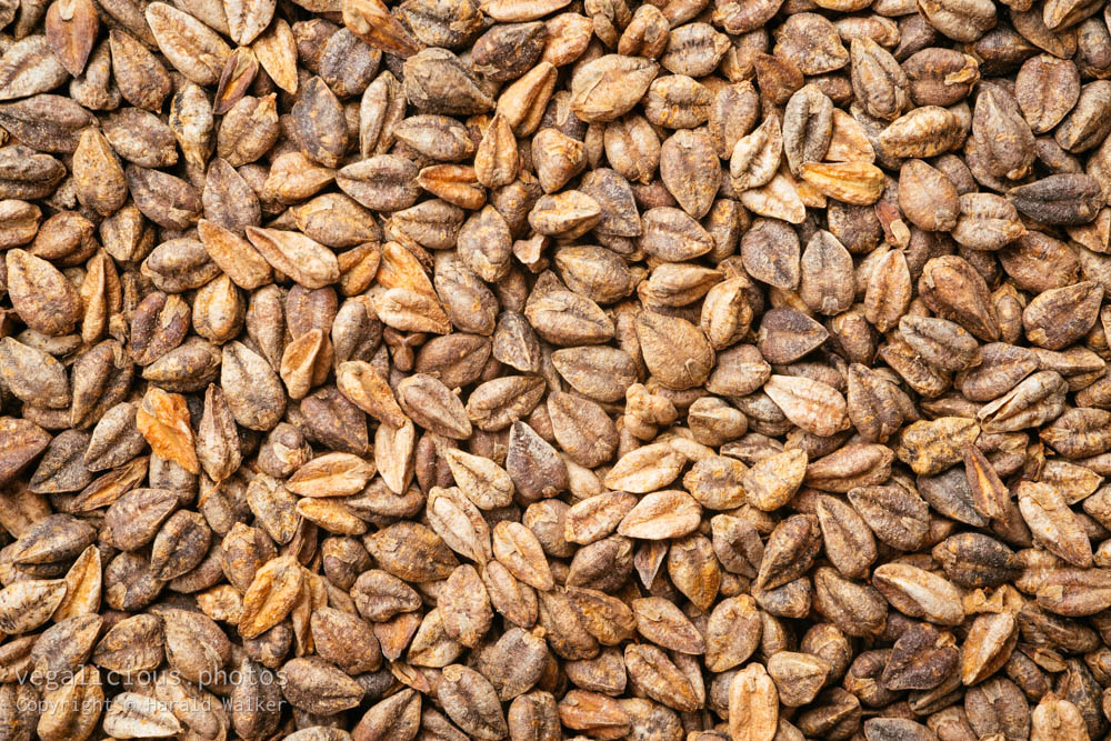 Stock photo of Buckwheat seeds