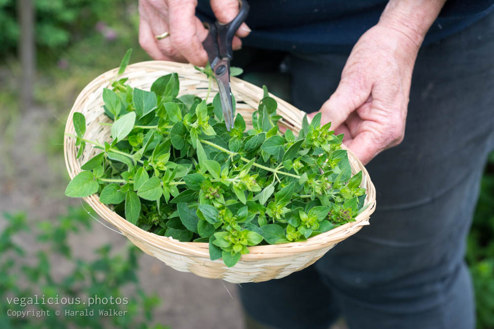 Stock photo of Fresh oregano