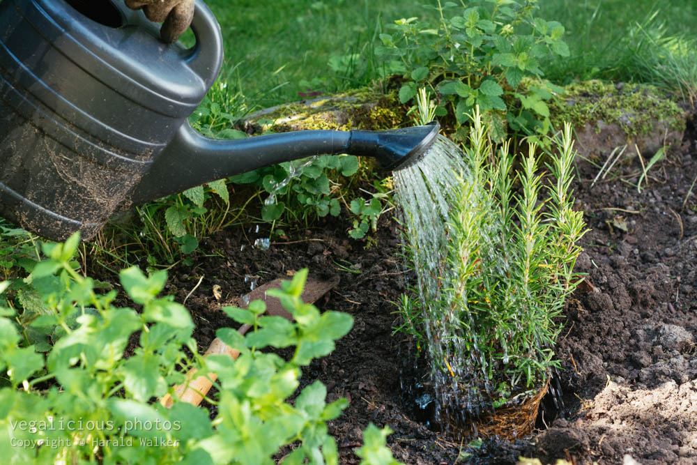 Stock photo of Watering rosemary