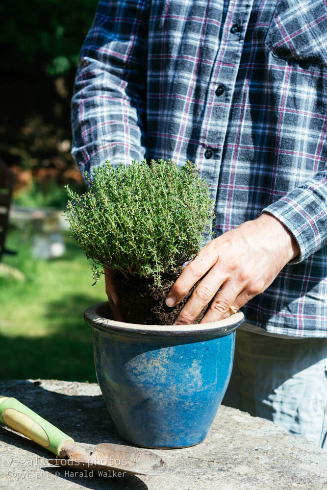 Stock photo of Planting thyme