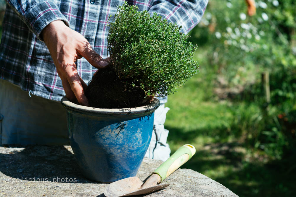 Stock photo of Planting thyme