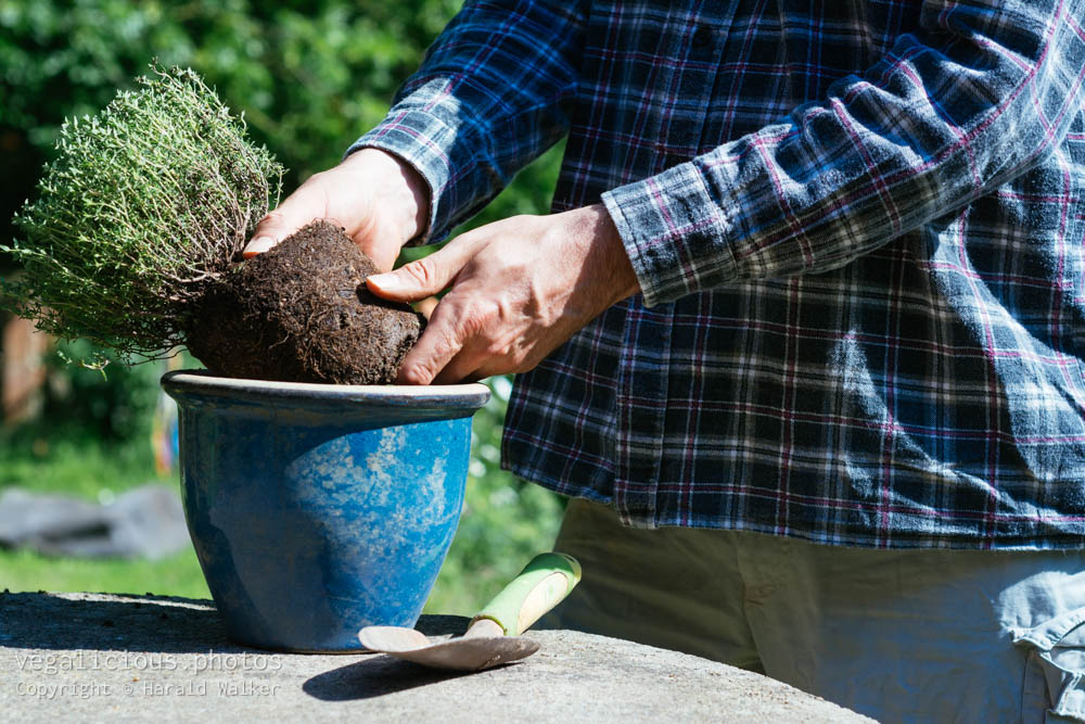 Stock photo of Planting thyme