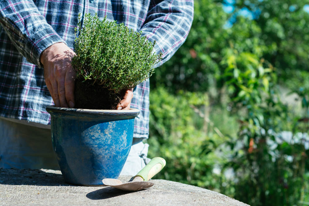 Stock photo of Planting thyme