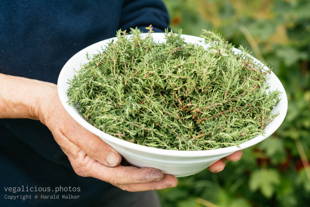 Stock photo of Bowl of Fresh Thyme