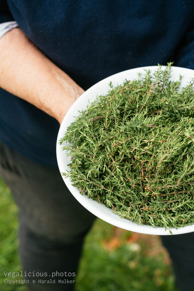 Stock photo of Bowl of Fresh Thyme