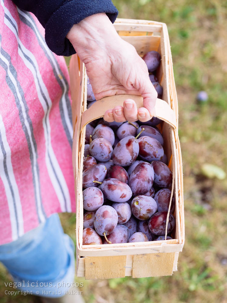 Stock photo of Plum harvest