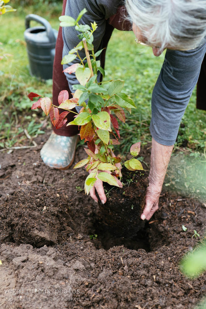 Stock photo of Planting a blueberry