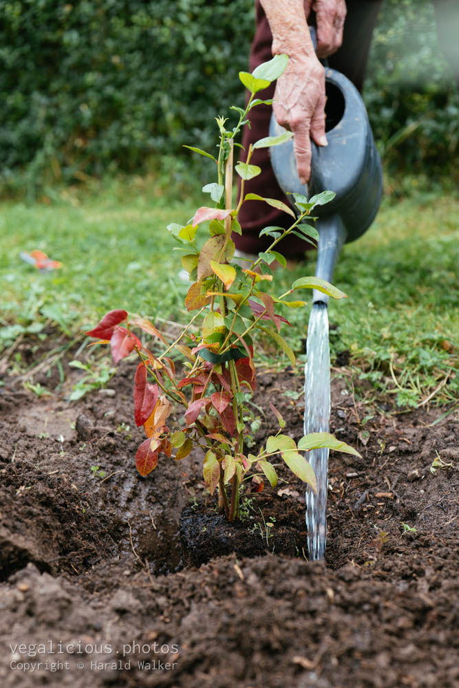 Stock photo of Watering blueberry shrub