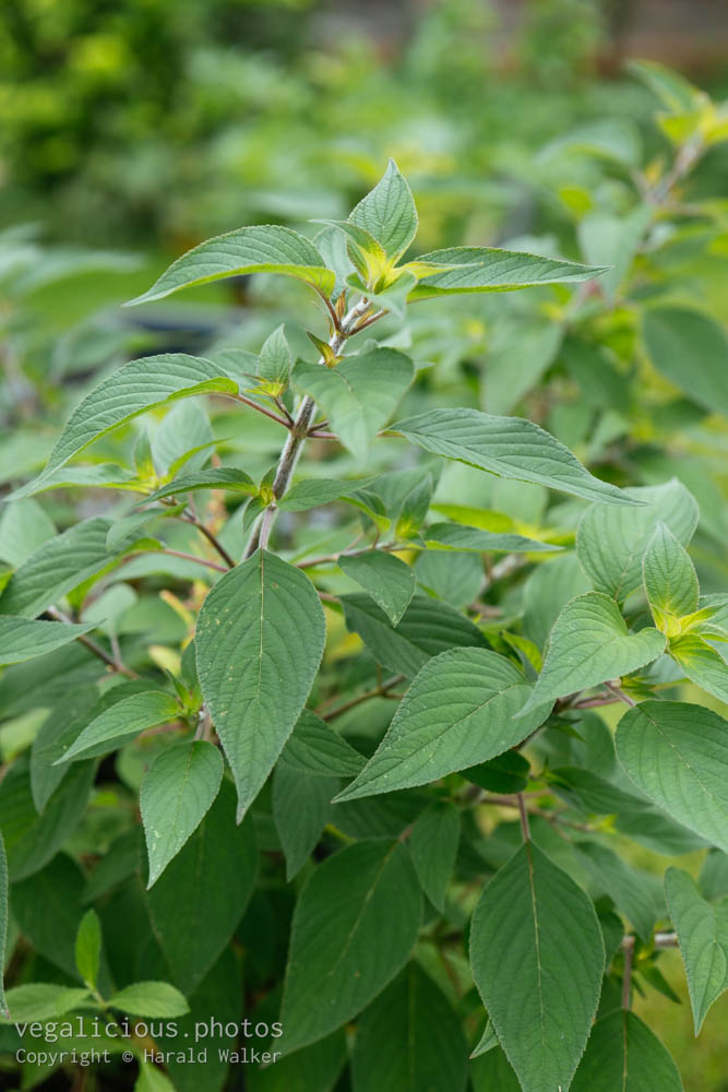 Stock photo of Pineapple sage