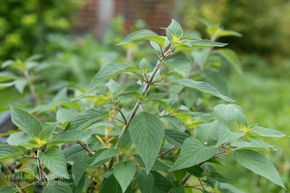 Stock photo of Pineapple sage