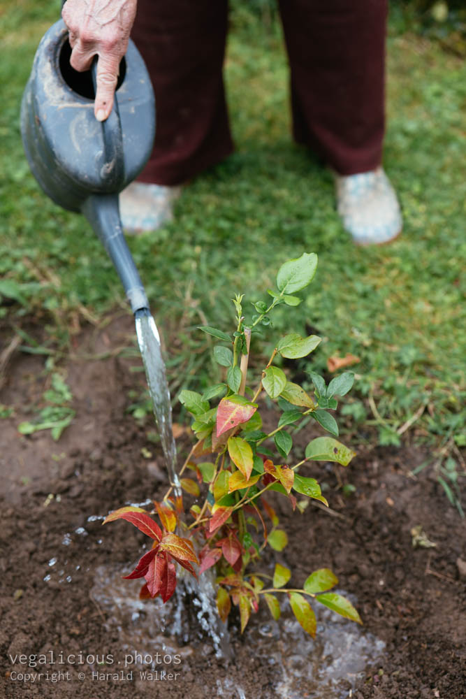 Stock photo of Watering blueberry shrub