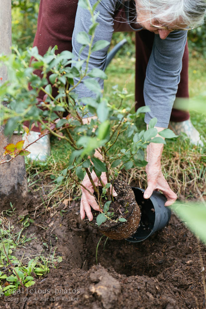 Stock photo of Planting a blueberry