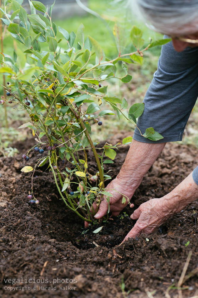 Stock photo of Planting a blueberry