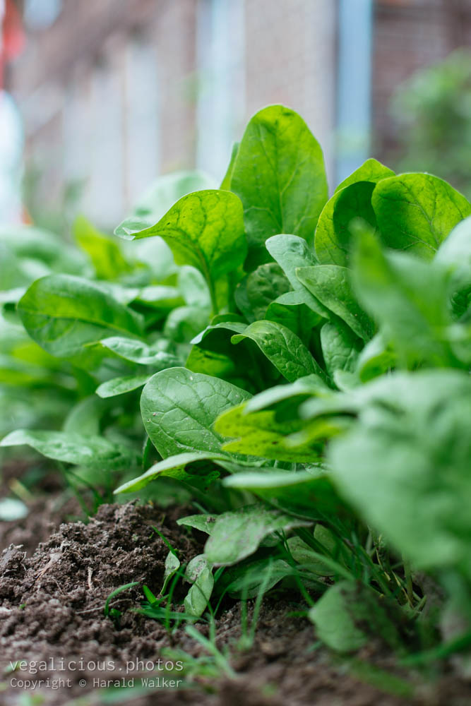 Stock photo of Young spinach plants