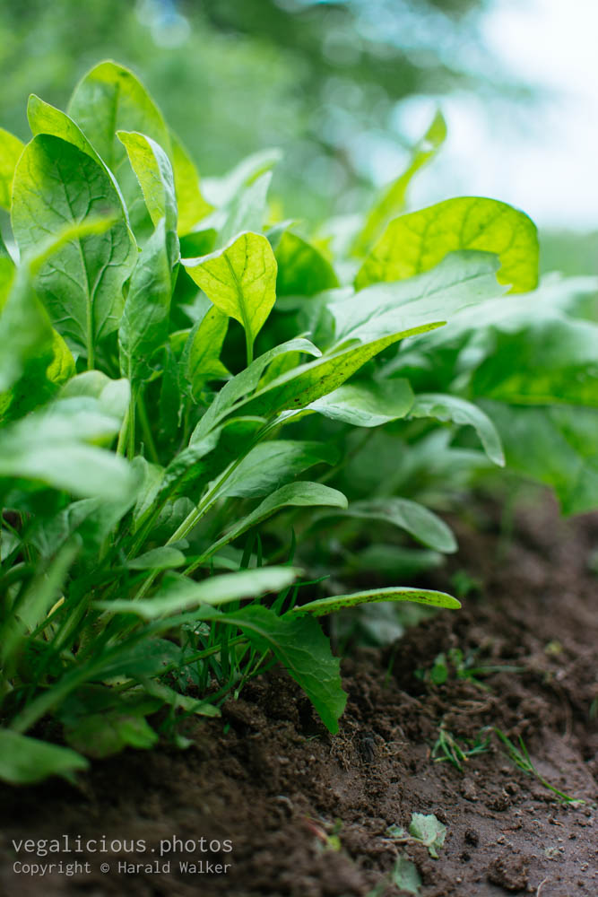 Stock photo of Young spinach plants