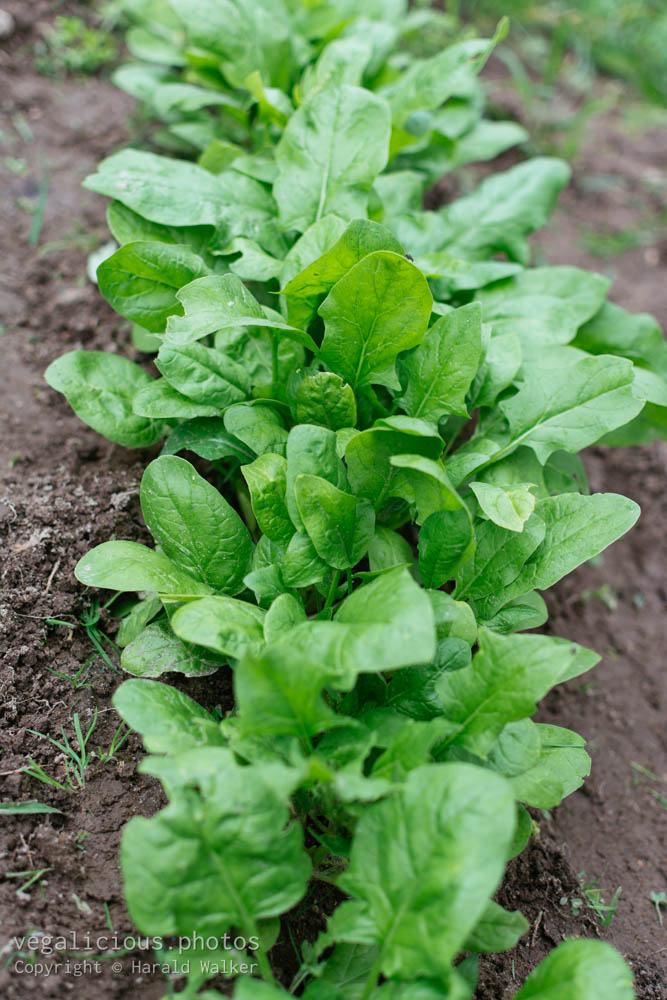 Stock photo of Young spinach plants