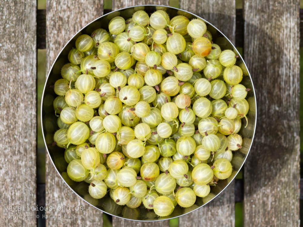 Stock photo of Fresh gooseberries