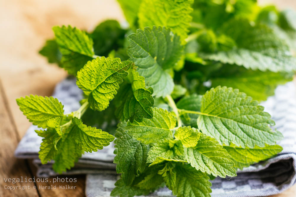 Stock photo of Fresh lemon balm