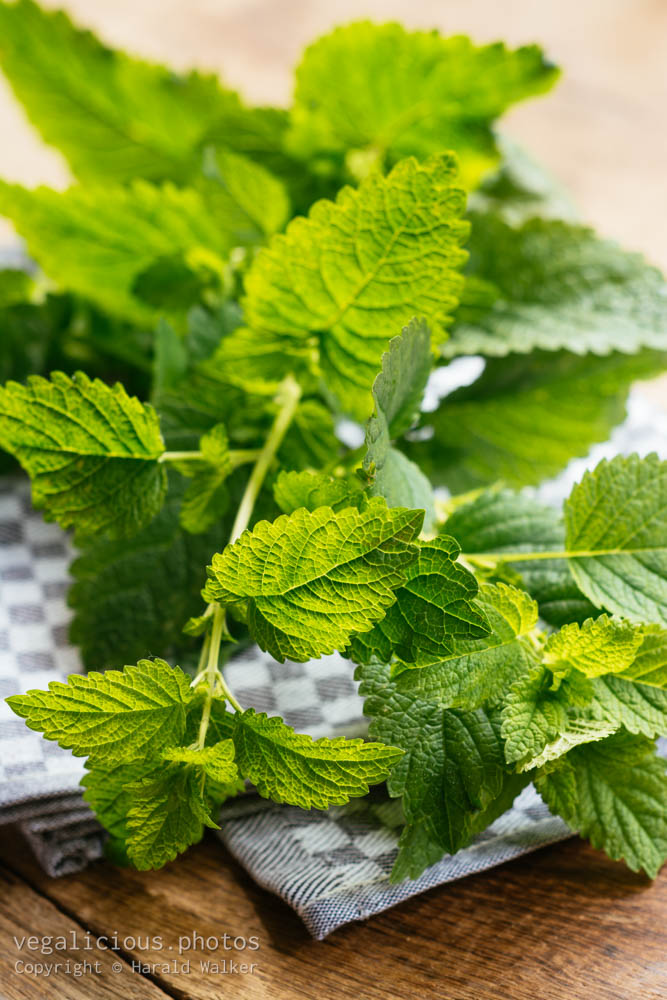 Stock photo of Fresh lemon balm